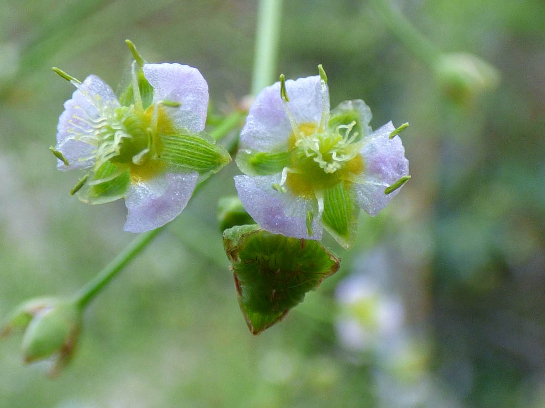 Alisma plantago-aquatica
